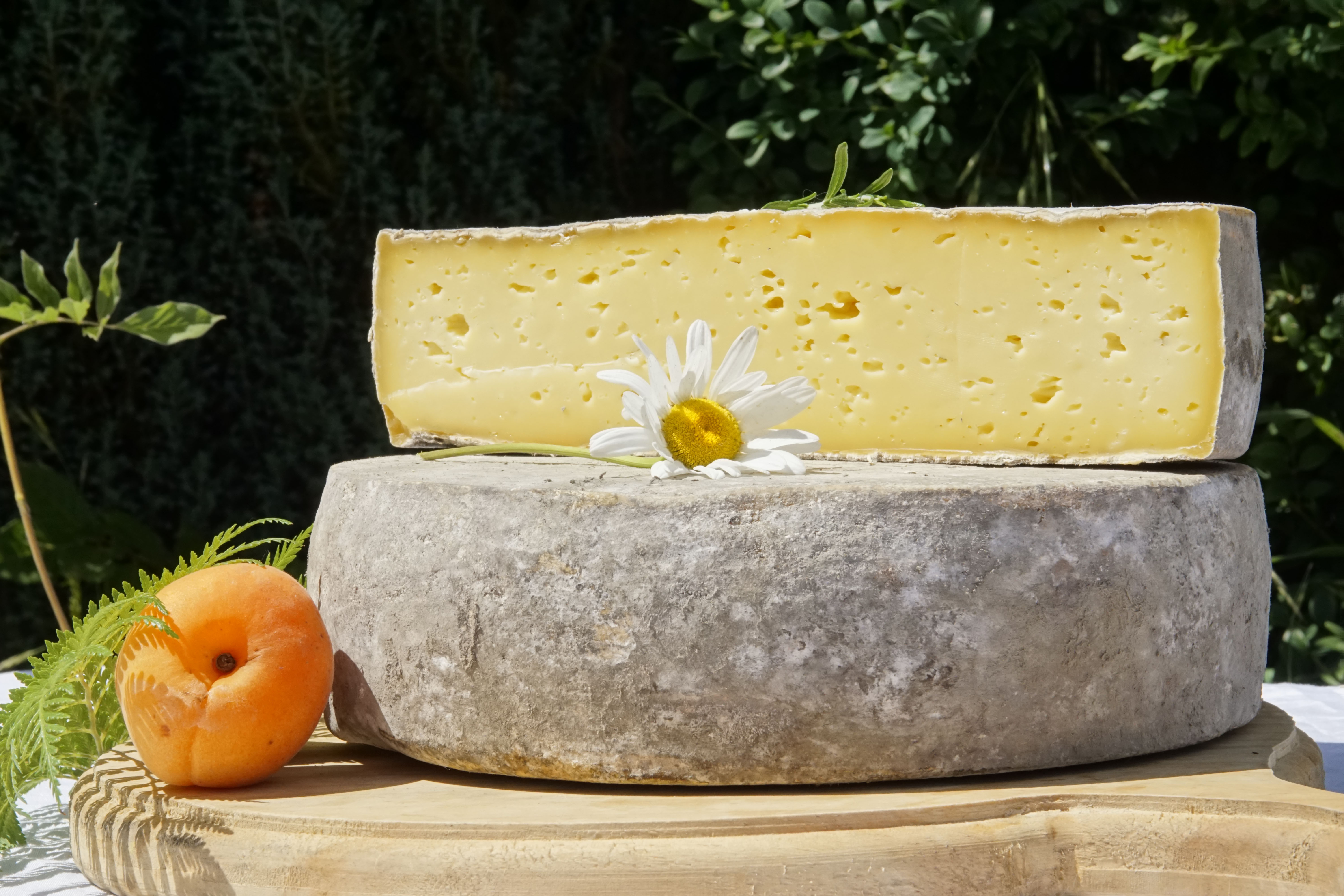 Corteza Intensamente afelpada